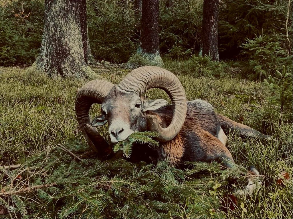 Mouflon hunt in the Czech Republic 2024/2025