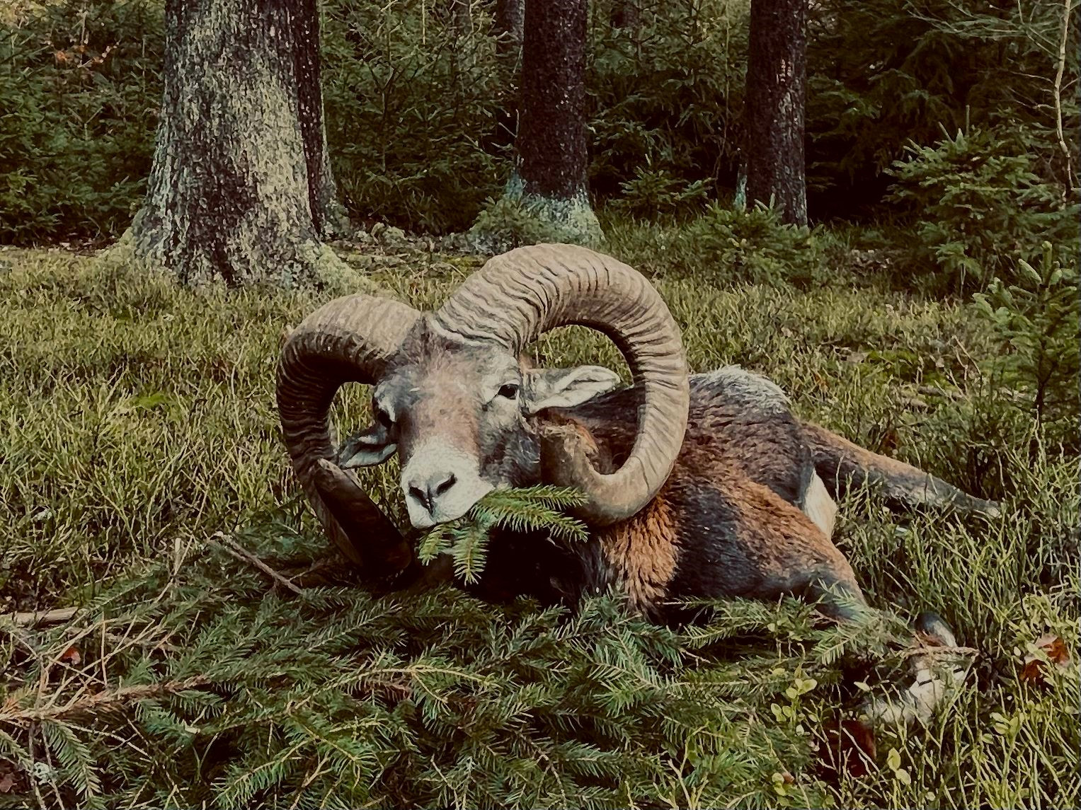 Mouflon hunt in the Czech Republic 2025/2026