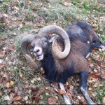 Mouflon hunt in the Czech Republic in Český ráj (Czech Paradise)