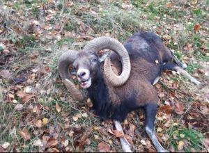 Mouflon hunt in the Czech Republic 2024/2025 0