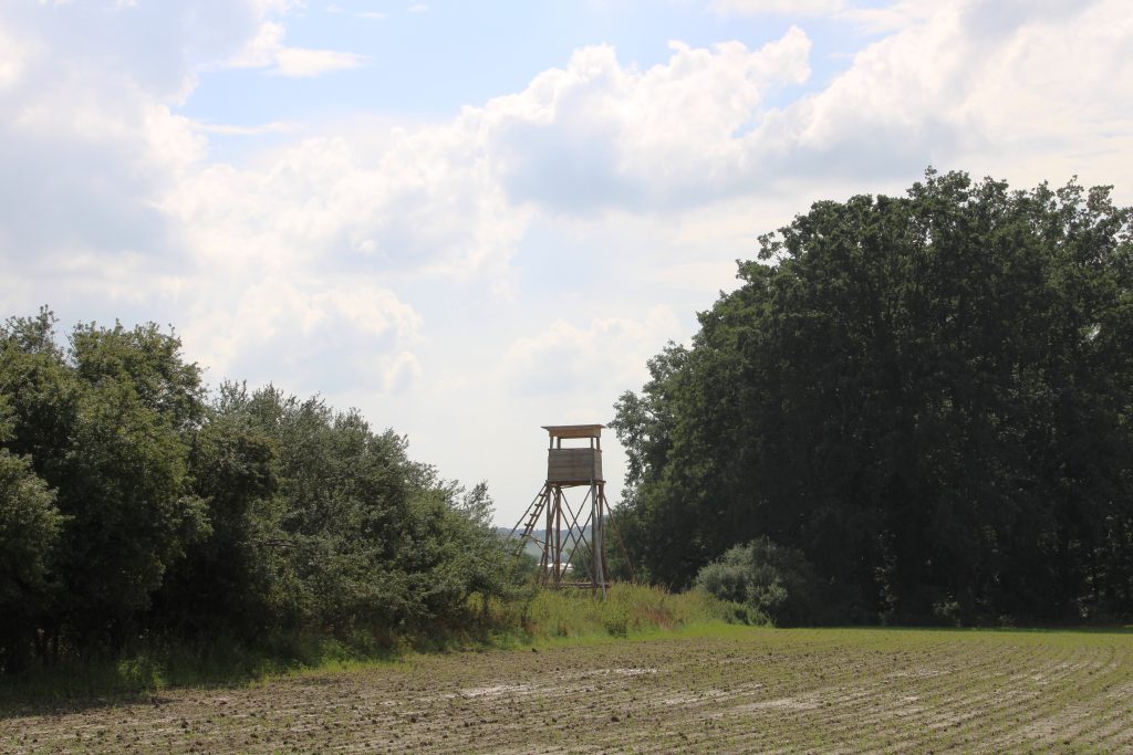 Hunting ground Koloděje ✅ Roe buck hunt in the Czech Republic ✅ Driven hunt in the Czech Republic ✅