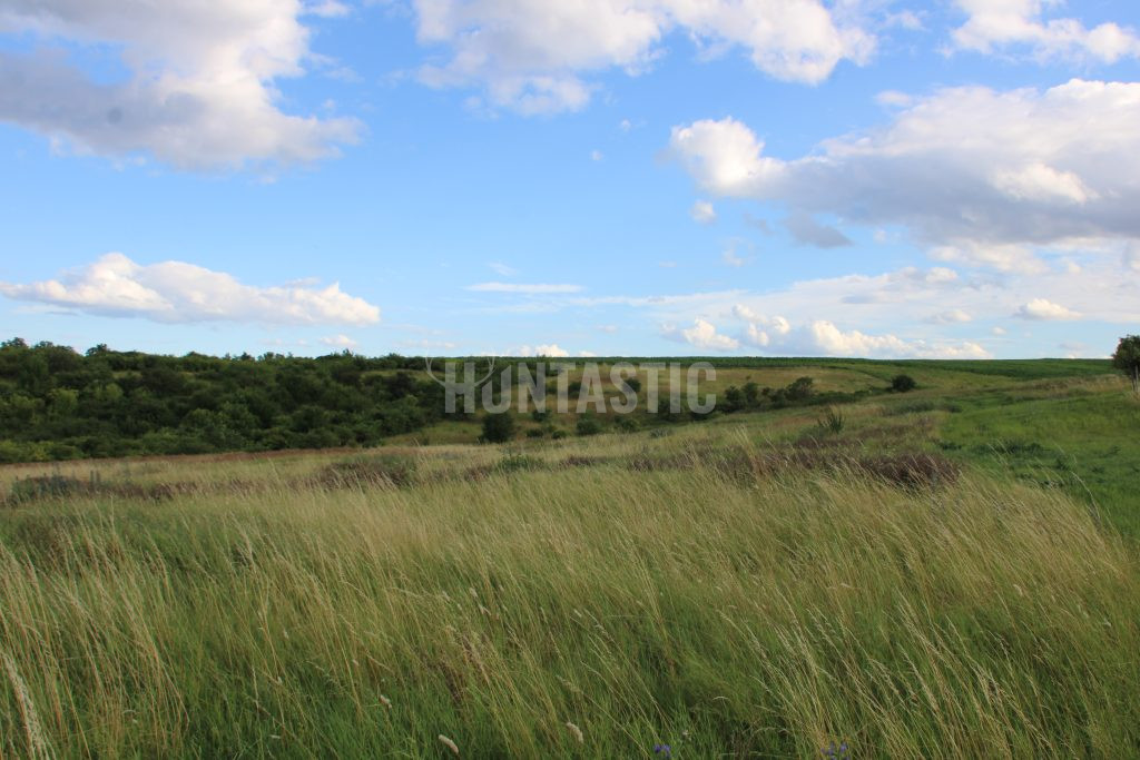 Hunting ground Troskotovice in the Czech Republic near vineyards Pálava Hills ✅ Roe buck hunt ✅Goose hunt ✅ Cormorant hunt ✅