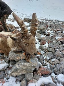 Siberian Ibex hunt in Kyrgyzstan 2025 0