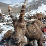 Hunt in Kyrgyzstan ✅ Hunting area Naryn ✅ Siberian Ibex hunt ✅  Argali Marco Polo hunt ✅
