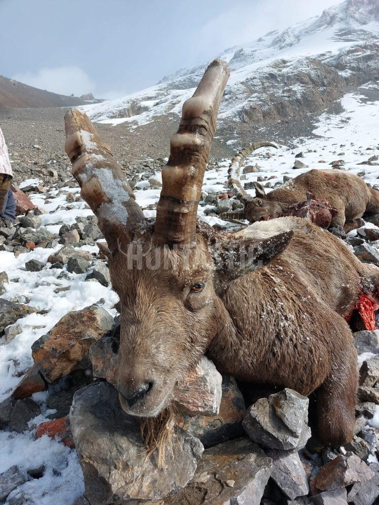 Siberian Ibex Hunting in Kyrgyzstan ✅