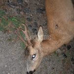 Roe buck hunt in the Czech Republic in hunting ground Koloděje