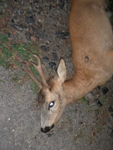 Roe buck hunt in Czechia near Vltava river 2026 1
