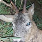 Roe buck hunt in the Czech Republic in hunting ground Koloděje✅