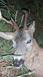 Roe buck hunt in Czechia near Vltava river 2026 0