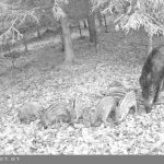 Wild boars in the Czech Republic in hunting ground Koloděje