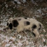 Wild boar hunt in the Czech Republic in hunting ground Koloděje