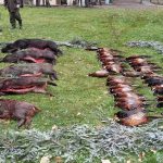 Driven hunt in the Czech Republic ✅ Wild boar hunt ✅ Hunting ground Koloděje