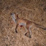 Fox hunting in the Czech Republic, hunting ground Koloděje