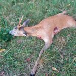 Roe buck hunt in the Czech Republic in hunting ground Koloděje