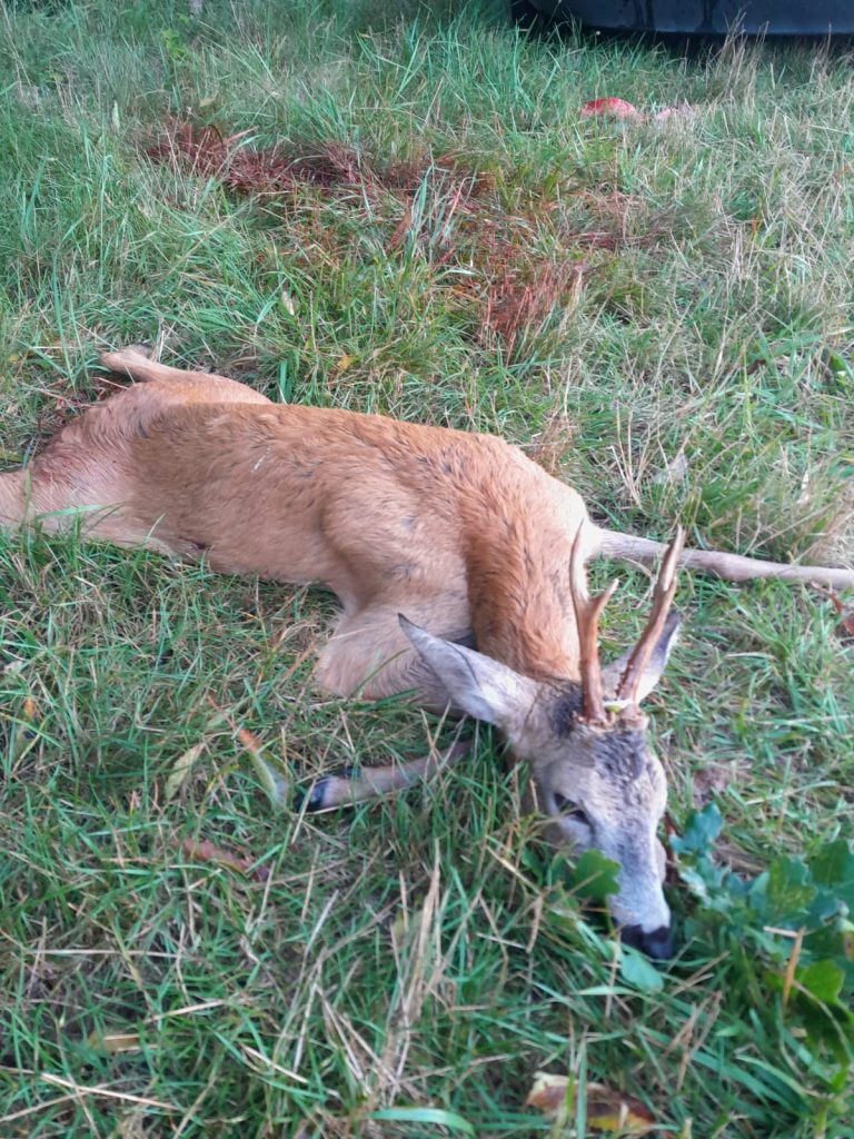 Roe buck hunt in Czechia near Vltava river 2026