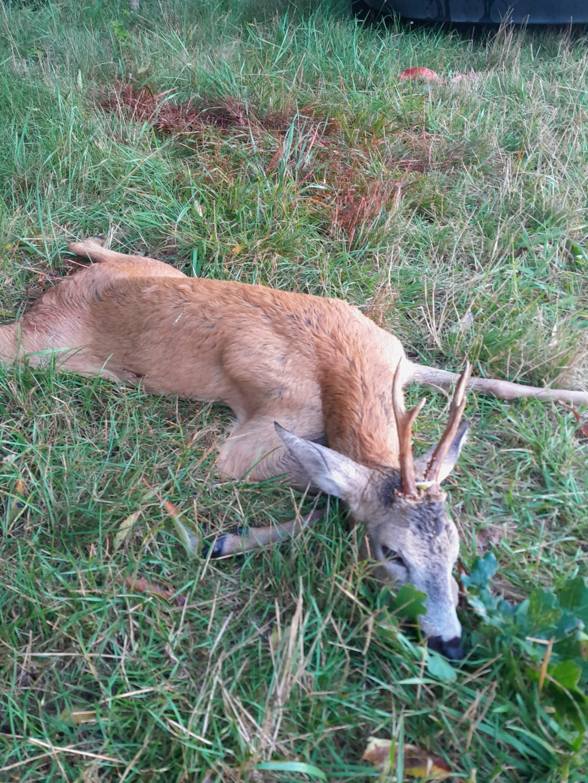 Roe buck hunt in Czechia near Vltava river 2026