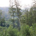 Hunting ground Janov