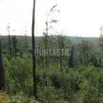 Hunting ground Janov