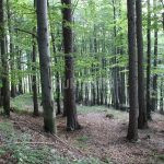 Hunting ground Janov