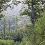 Hunting ground Janov