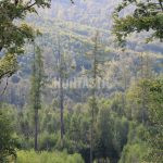 Hunting ground Janov