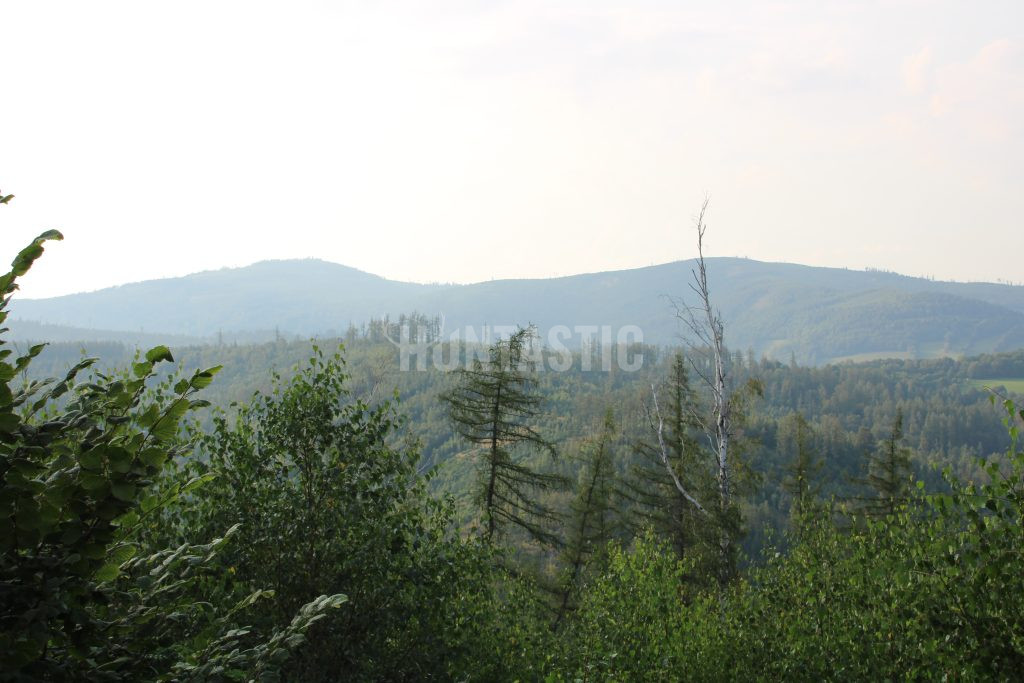 Hunting package in Jeseníky mountains for wild boars and red stags ✅ Red stag hunt ✅ Wild boar hunt ✅ Roe deer hunt