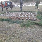 Hare hunt in the Czech republic