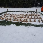 Hare hunt in the Czech republic