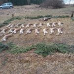 Hare hunt in the Czech republic