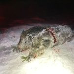 Wild boar hunt in mountains Jeseniky in Czechia