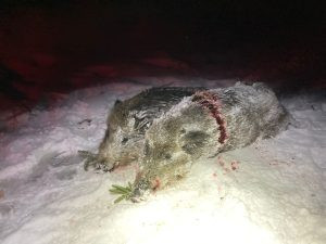Hunting game in mountains Jeseniky in Czechia 2025/2026 1