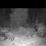 Wild boar hunt in mountains Jeseniky in Czechia