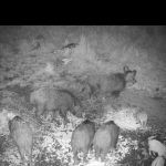 Wild boar hunt in mountains Jeseniky in Czechia