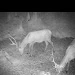Hunting package in Jeseníky mountains for wild boars and red stags ✅ Red stag hunt ✅ Wild boar hunt ✅ Roe deer hunt