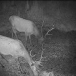 Red stag hunt in mountains Jeseniky in Czechia- hunting package ✅