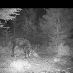 Hunting package in Jeseníky mountains for wild boars and red stags ✅ Red stag hunt ✅ Wild boar hunt ✅ Roe deer hunt