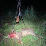 Wild boar hunt in mountains Jeseniky in Czechia