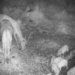 Red stag hunt in mountains Jeseniky in Czechia