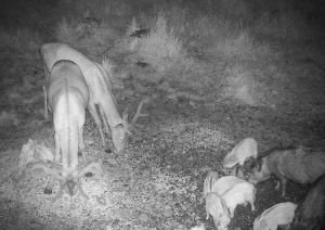 Hunting game in mountains Jeseniky in Czechia 2025/2026 3