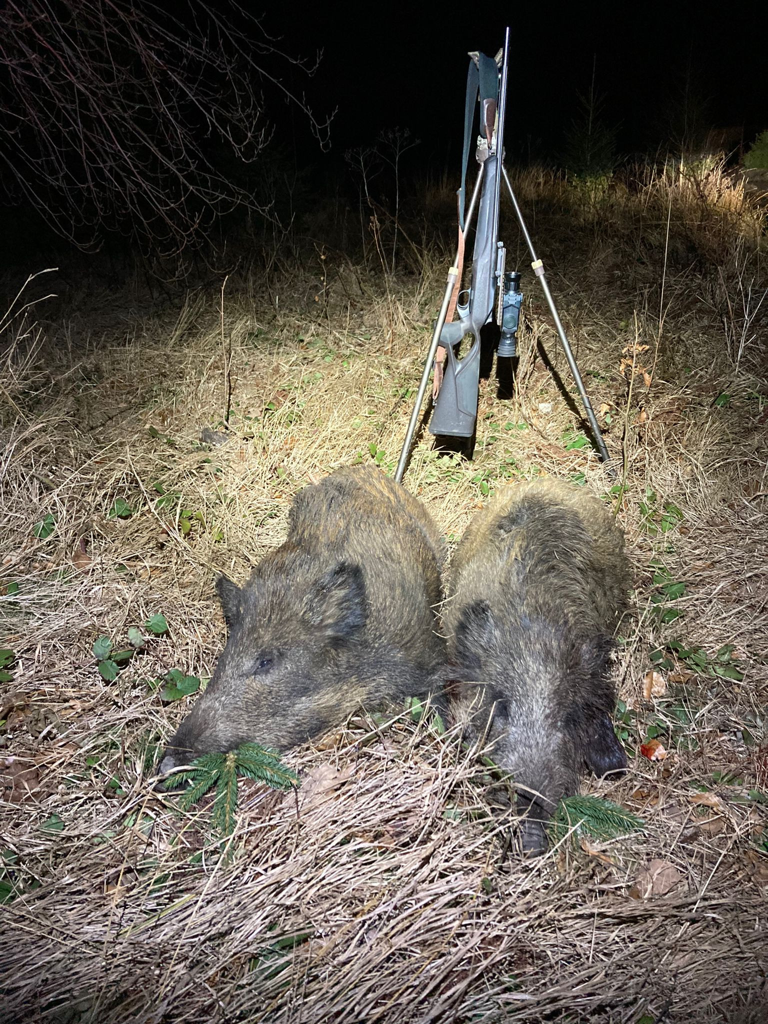 Hunting game in mountains Jeseniky in Czechia