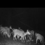 Red stag hunt in mountains Jeseniky in Czechia
