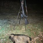 Wild boar hunt in mountains Jeseniky in Czechia ✅