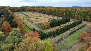 Pheasant hunt in Czechia, pheasantry Hluboka 2025/2026 2