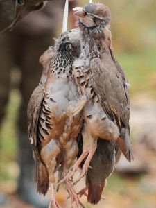 Pheasant hunt package in Hluboká nad Vltavou 1