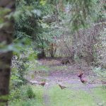 Pheasant hunt in the Czech Rebublic, Hluboka nad Vltavou