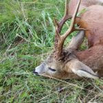 Roe Deer Hunting Lasvice (6)