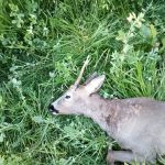 Hunting ground Lasvice