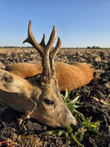 Roebuck hunt in Serbia 2027 0