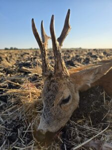 Roebuck hunt in Serbia 2027 1