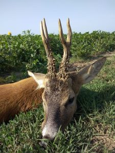 Roebuck hunt in Serbia 2026 1